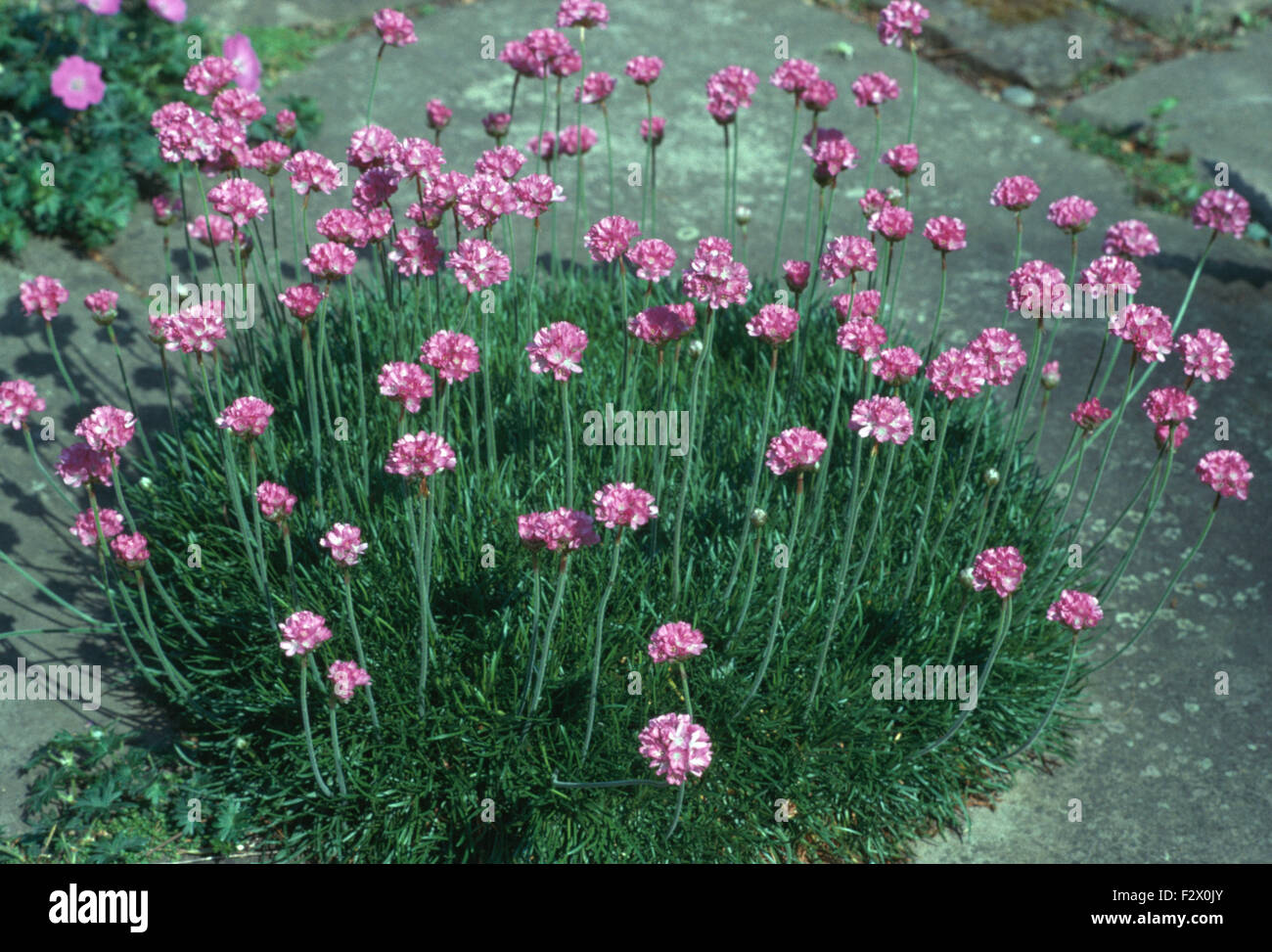 Close-up di un intrico di parsimonia rosa Foto Stock