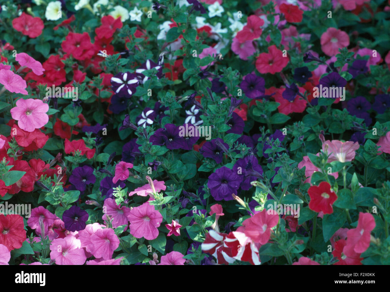 Close-up di rosa e viola nelle petunie Foto Stock