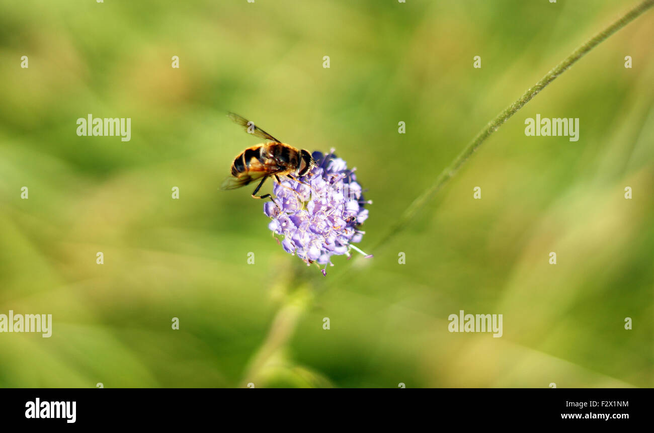 Wasp, il giallo e il nero spogliato di insetti su un fiore viola con le ali fuori Foto Stock
