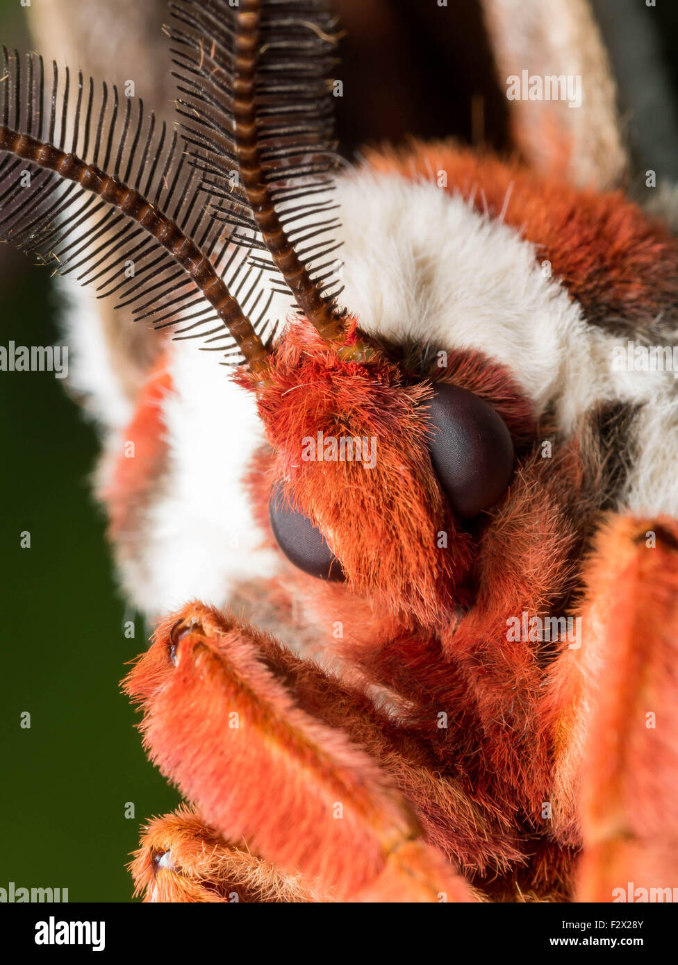 Close up ritratto di un arancio,bianco e marrone di seta gigante moth Foto Stock