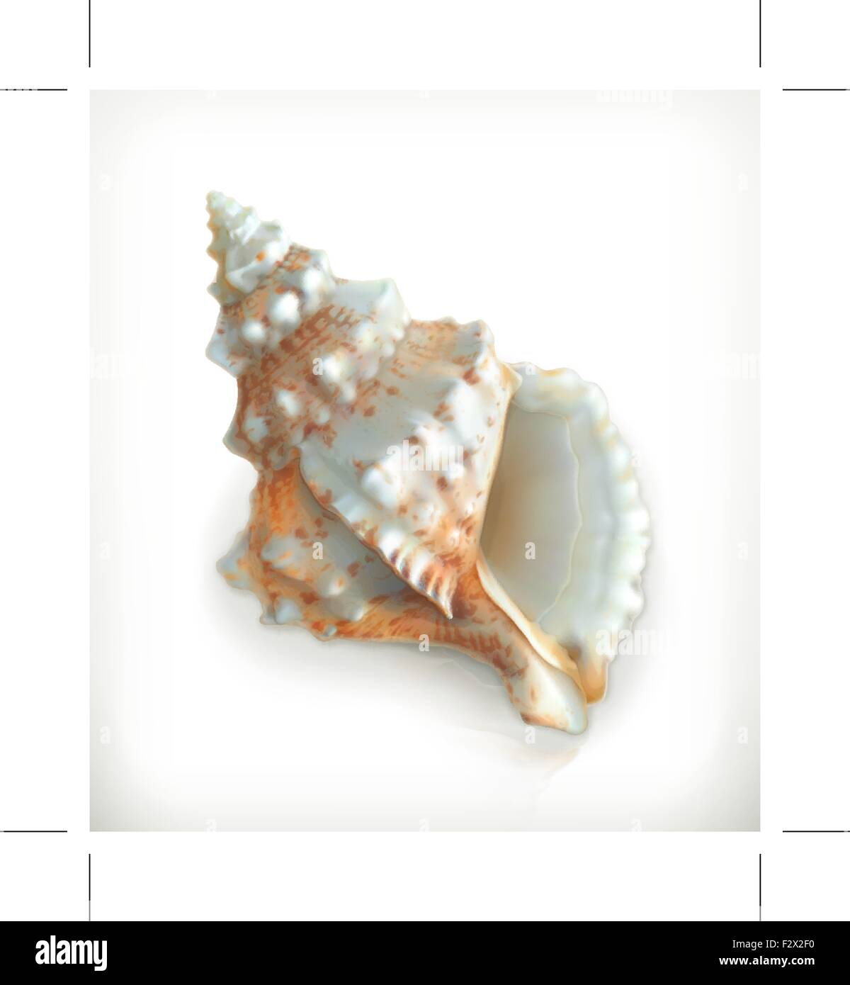 Guscio tropicali, icona del vettore Illustrazione Vettoriale