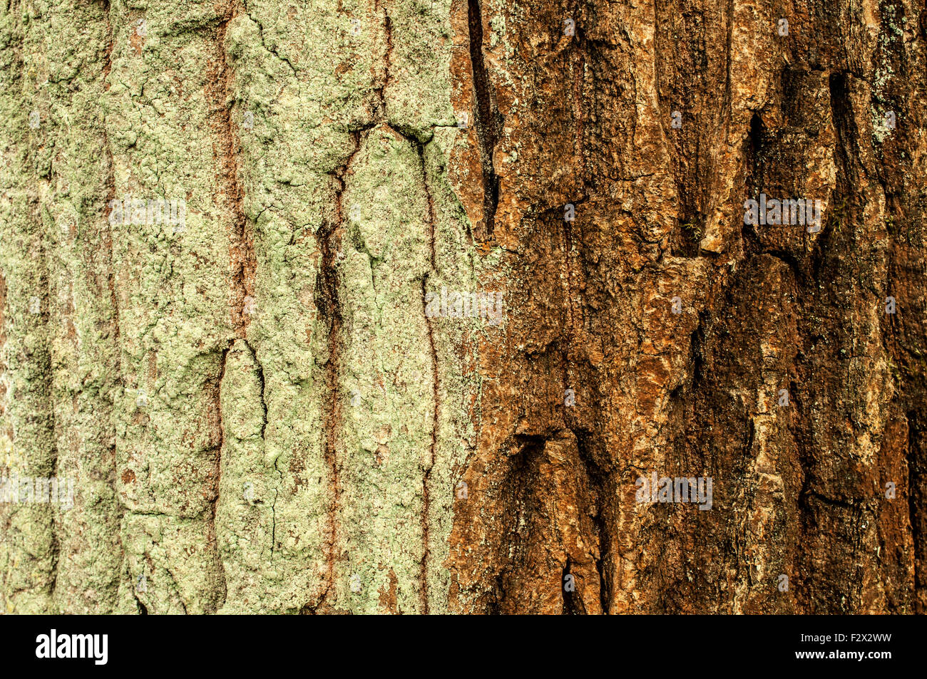 In bicolore tree-corteccia - licheni verde sul lato sinistro Foto Stock