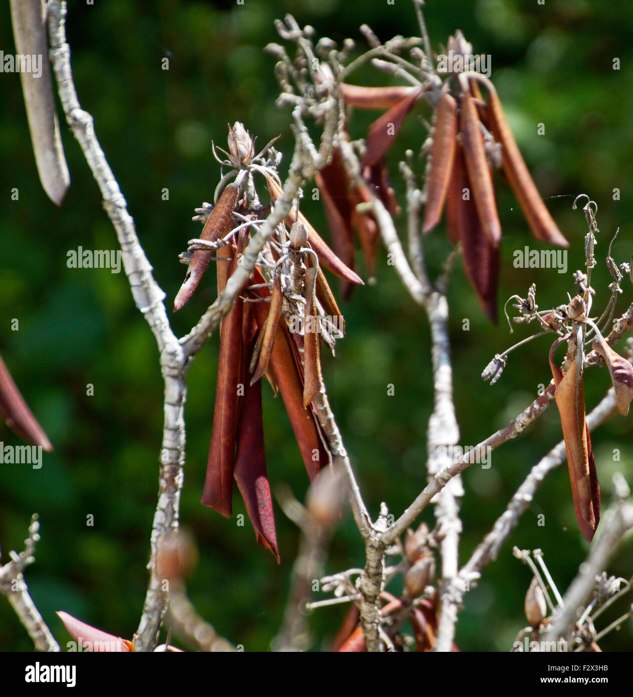 Close up di colorati, seedpods a secco su un impianto in autunno Foto Stock