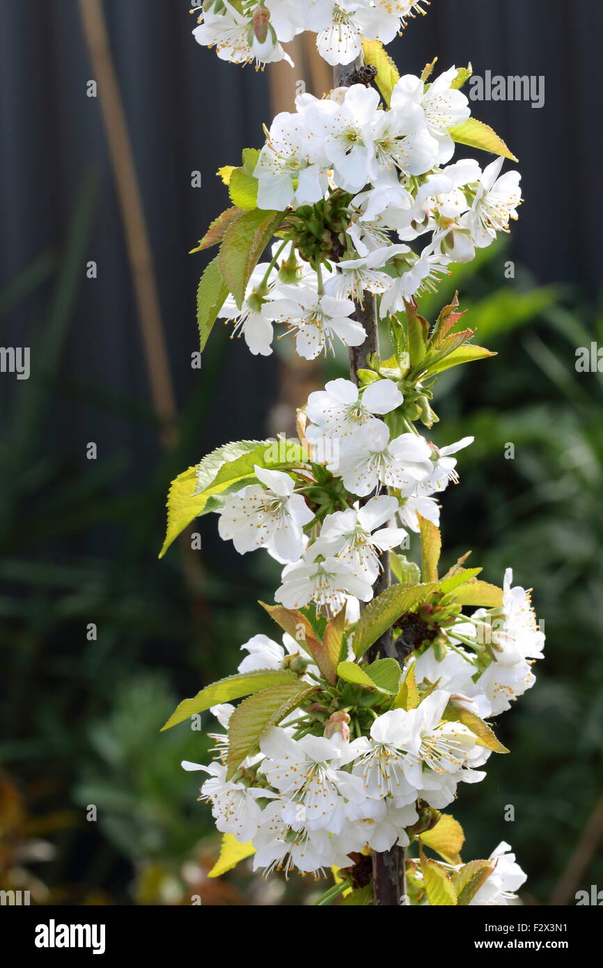 Immagine ravvicinata di ciliegio Lapins fiori su un albero Foto Stock