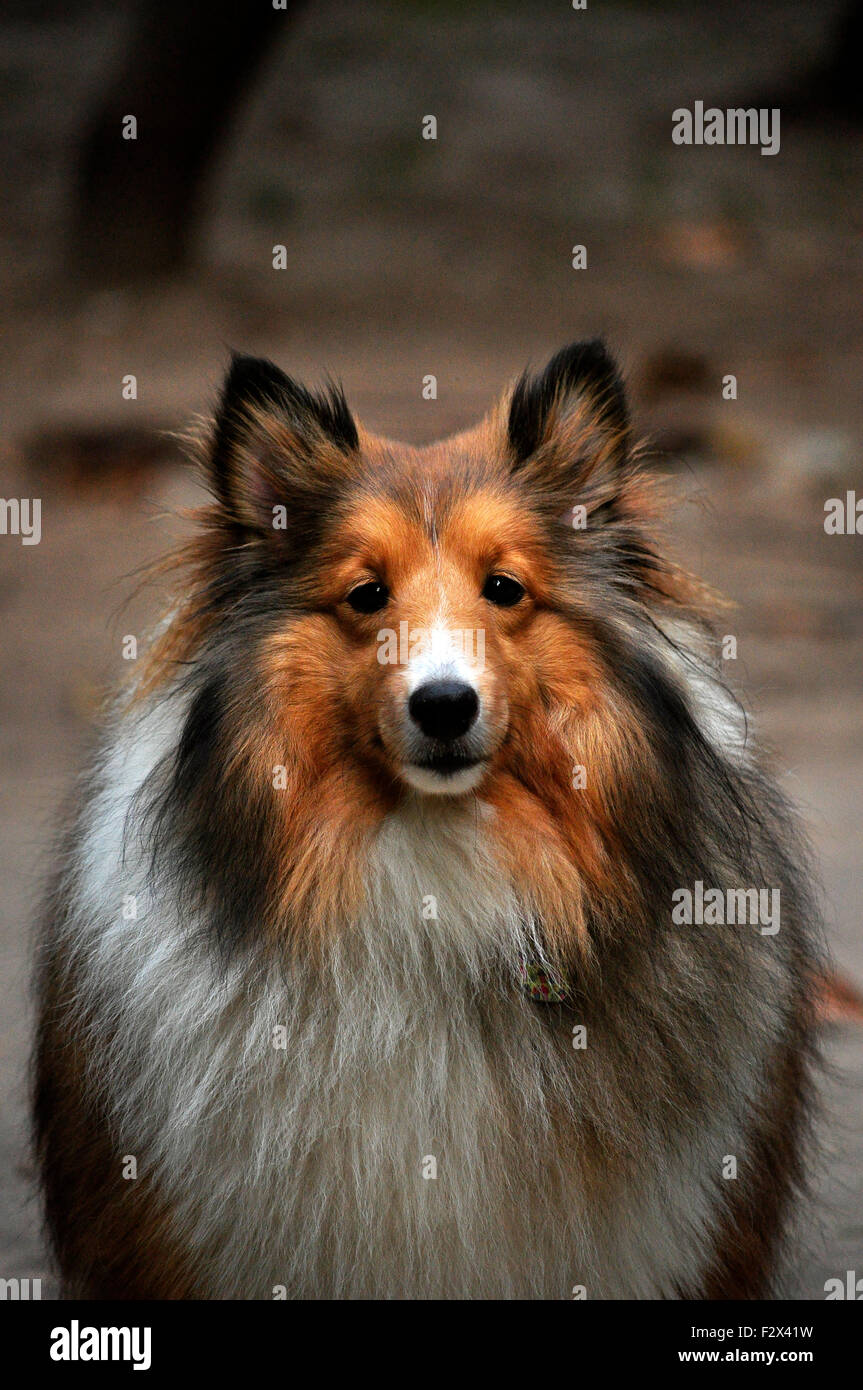 Collie cane con un pesante fur guardando fotografo Foto Stock