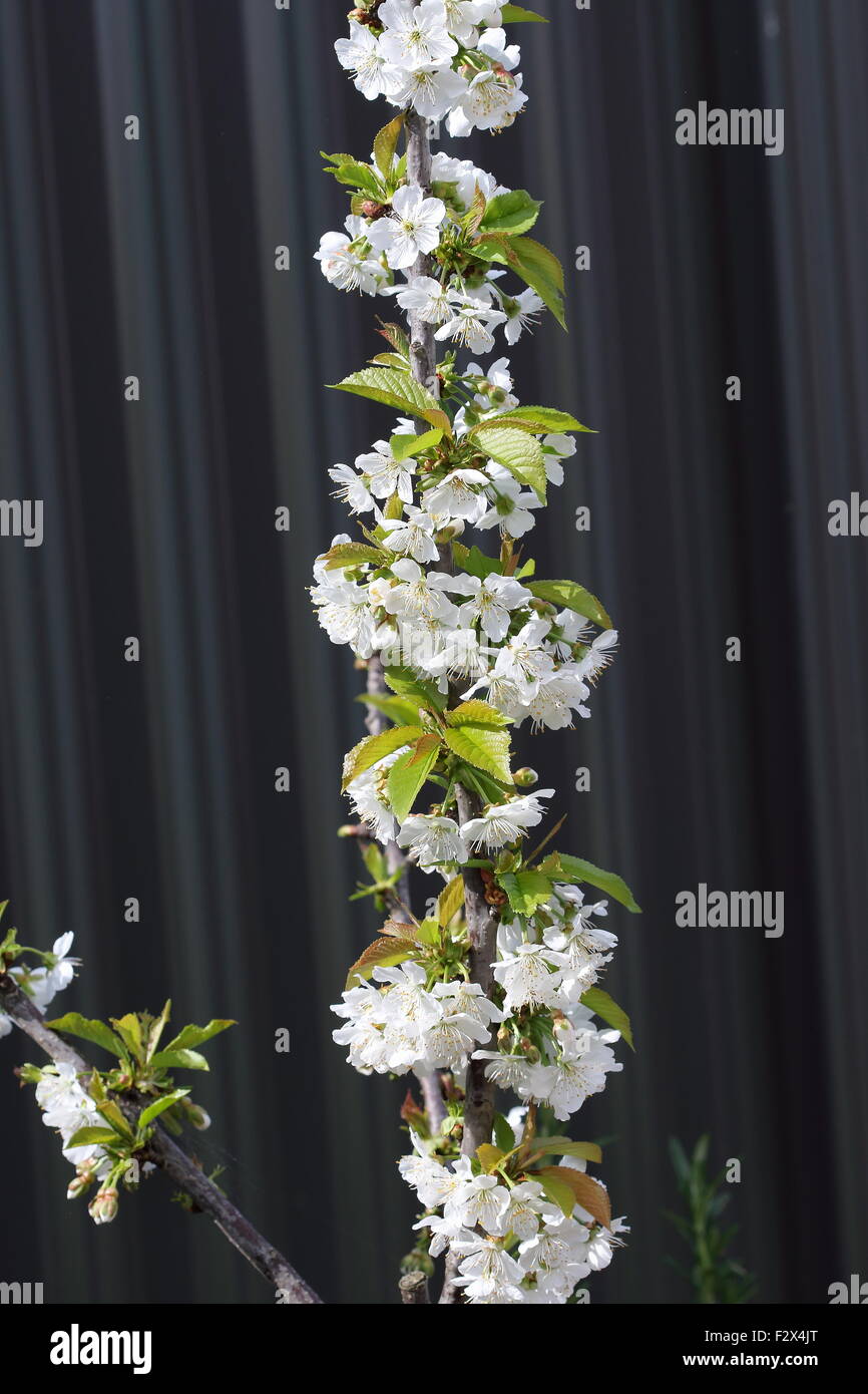 Lapins fiori di ciliegio su un albero Foto Stock