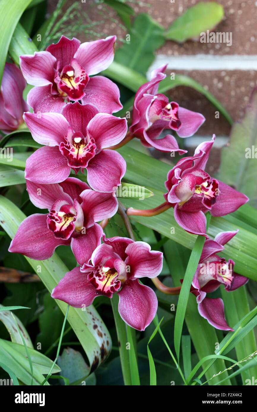 Close up rosso Orchidee Cymbidium Foto Stock