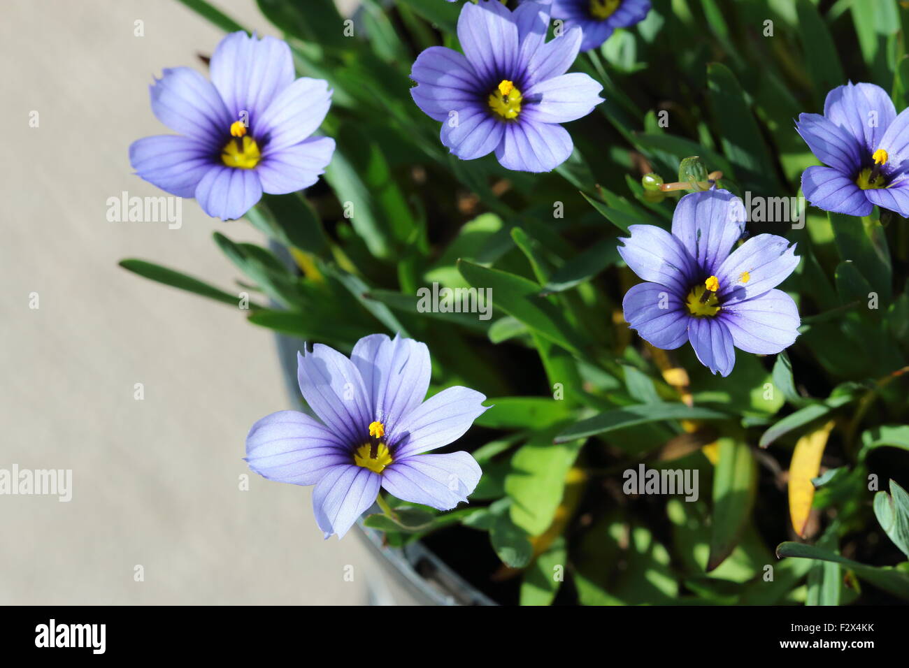 Sisyrinchium bellum o noto anche come erba Blue-Eyed Foto Stock