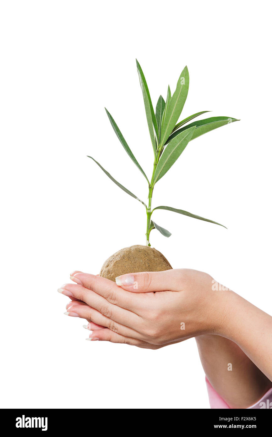 1 indian Business sicurezza donna la vita vegetale Foto Stock