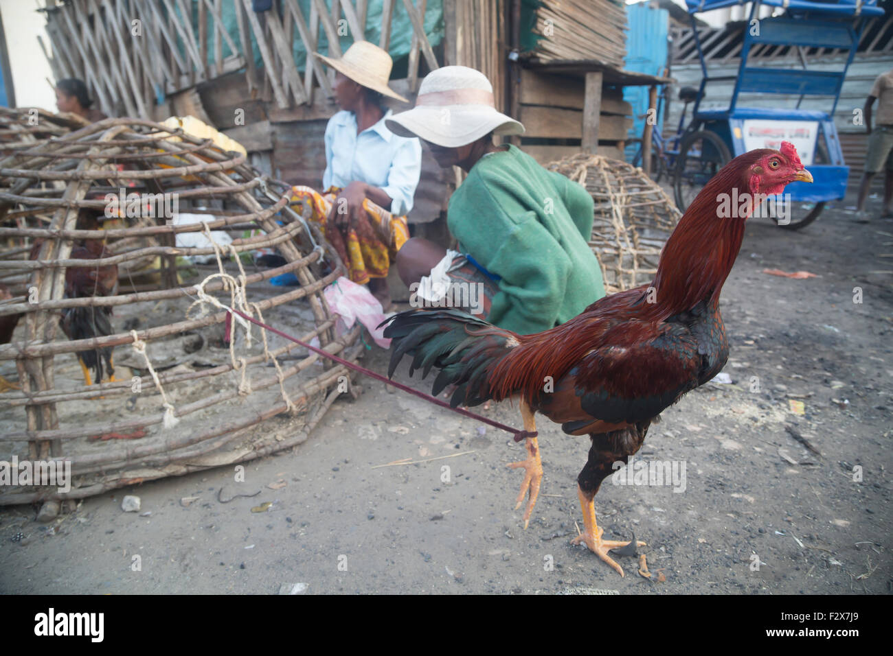 Africa e Madagascar, Gallo legato alla gabbia, commercianti seduti a terra Foto Stock