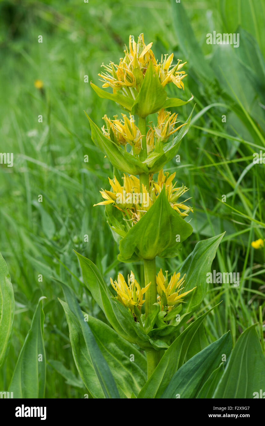 Grande genziana, nome latino Gentiana lutea è una specie di genziana nativa per le montagne di Europa centrale e meridionale. Foto Stock