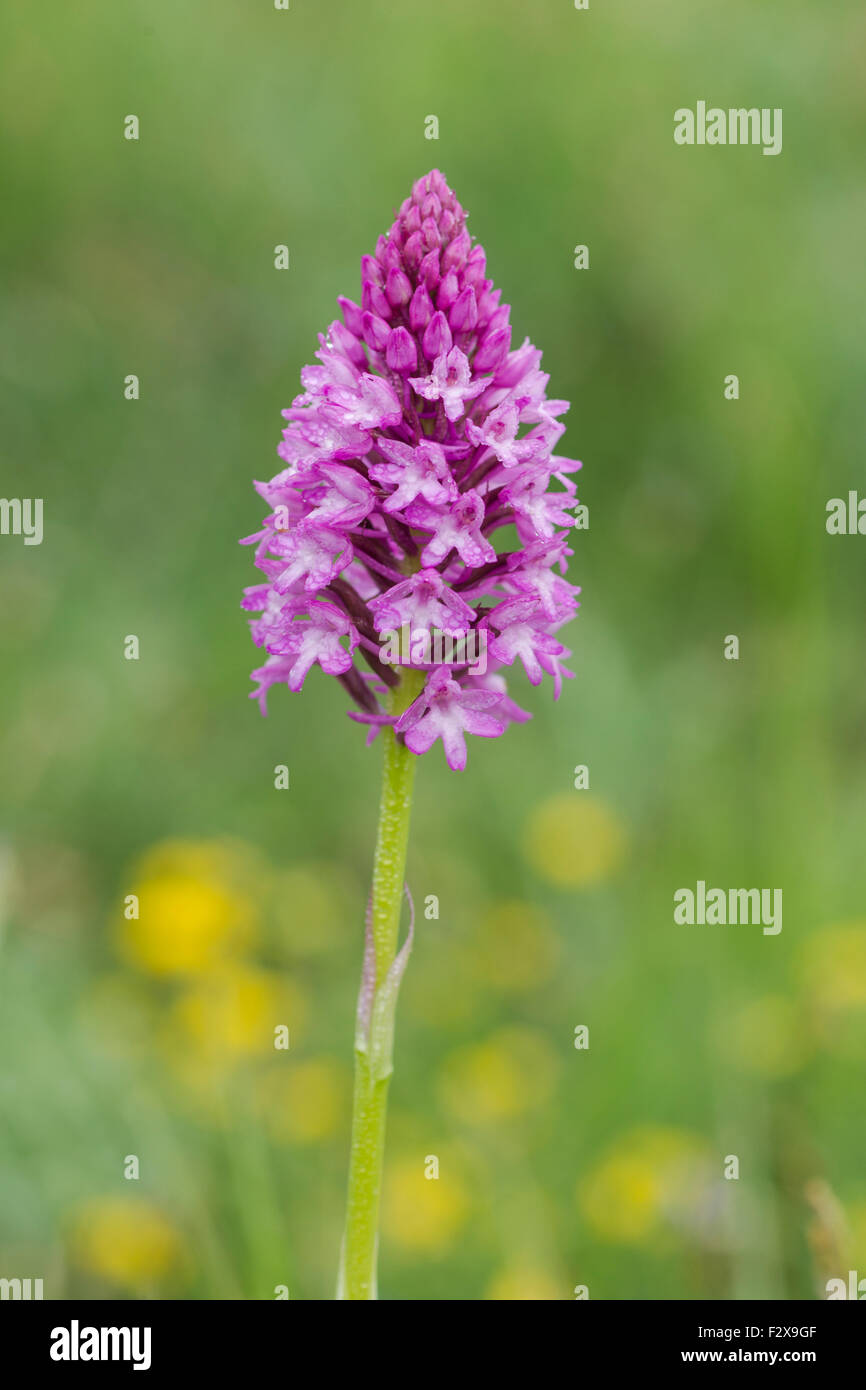 Pyramid orchid, nome latino Anacamptis pyramidalis, chiamato anche orchide, coperto di goccioline di acqua Foto Stock