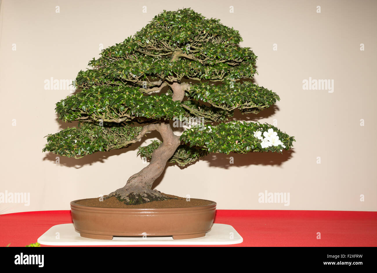 Rhododendron indicum 'Kato' Bonsai Foto Stock