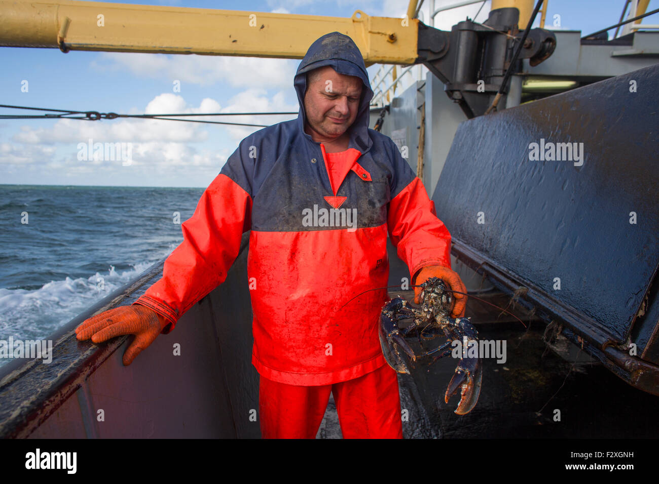 Dutch nave da pesca la pesca nel mare del Nord per la sogliola e la passera pianuzza Foto Stock