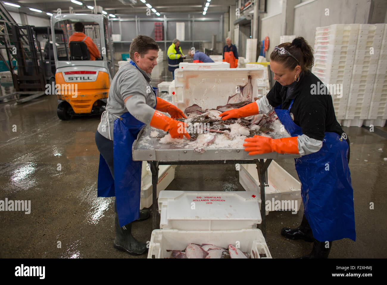 La lavorazione del pesce in olandese asta del pesce in Den Helder Foto Stock