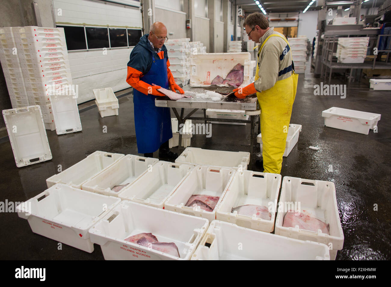 La lavorazione del pesce in olandese asta del pesce in den helder Foto Stock