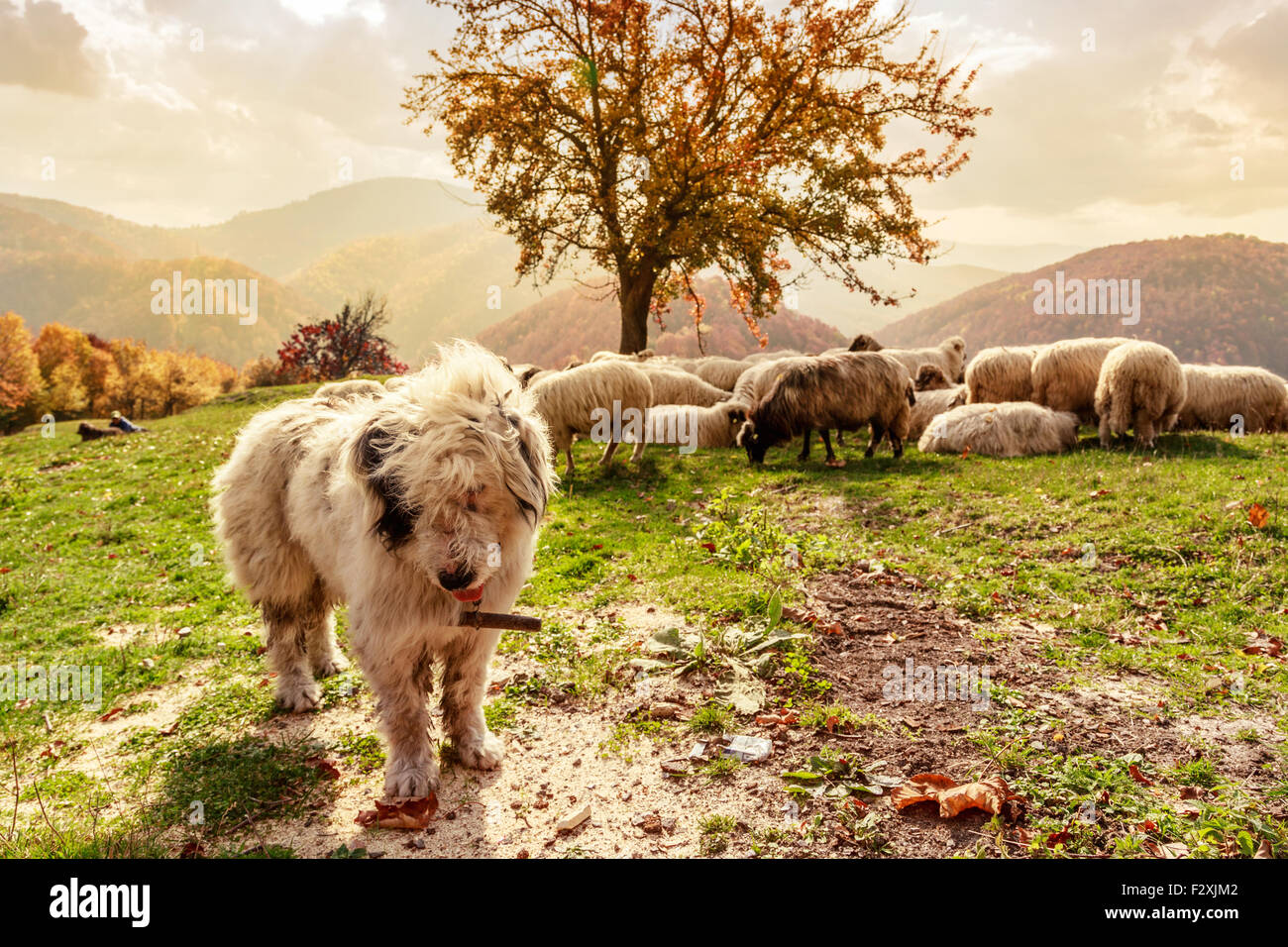 I cani a guardia della pecora su pascolo di montagna-Transilvania,Romania Foto Stock
