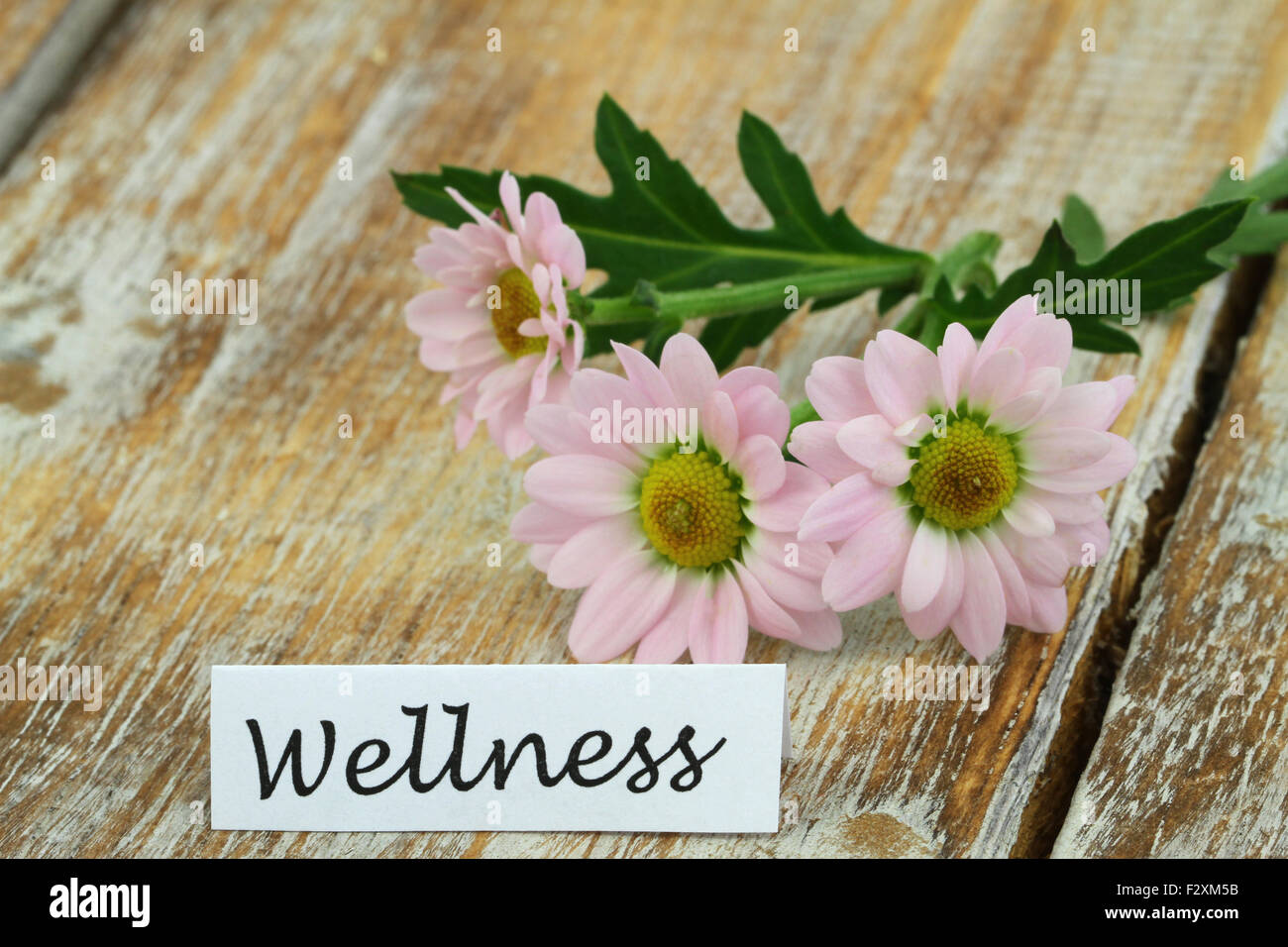 Scheda di benessere con margherite rosa rustico sulla superficie di legno Foto Stock