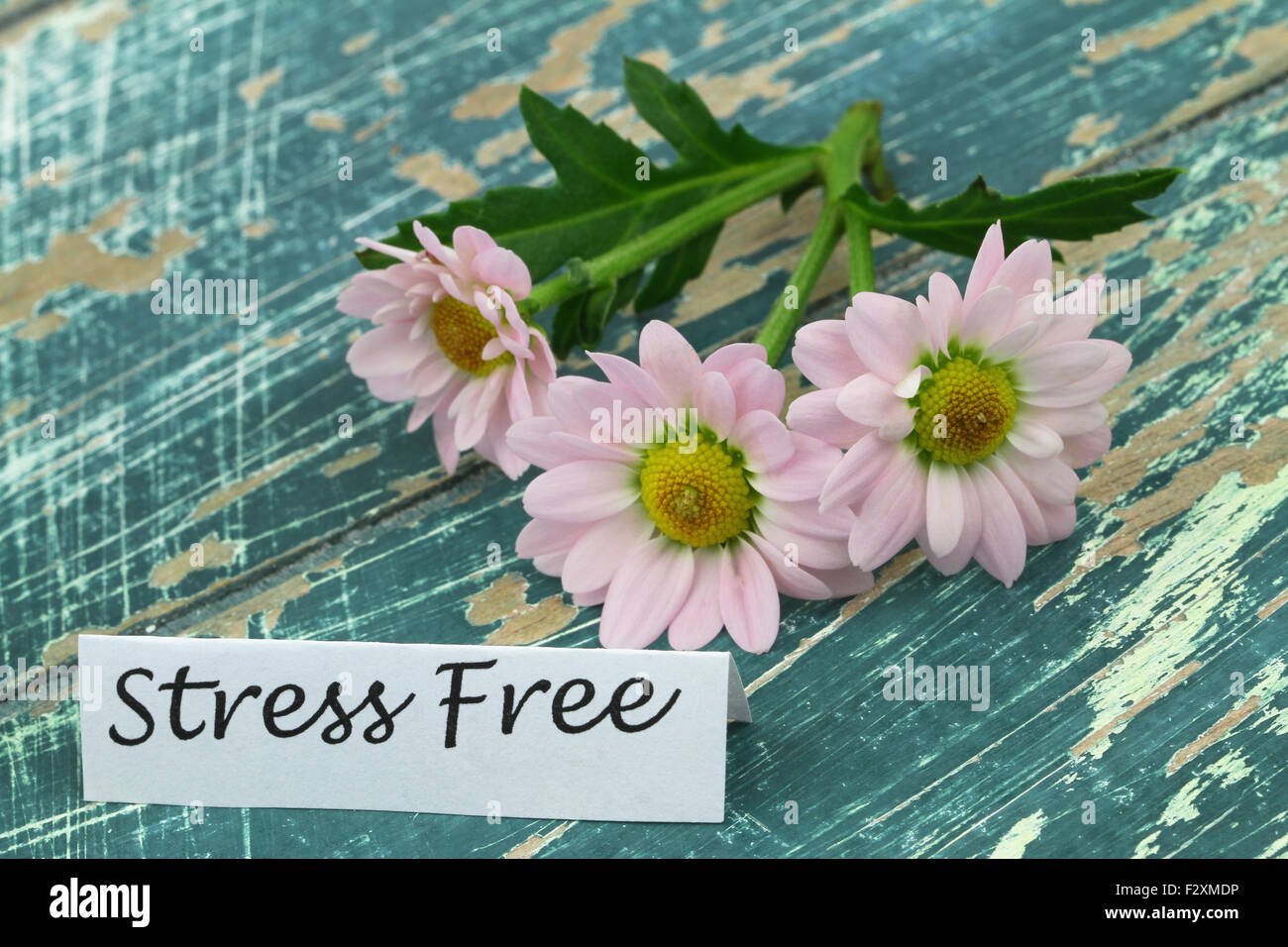 Lo stress card gratuita con margherite rosa rustico sulla superficie di legno Foto Stock