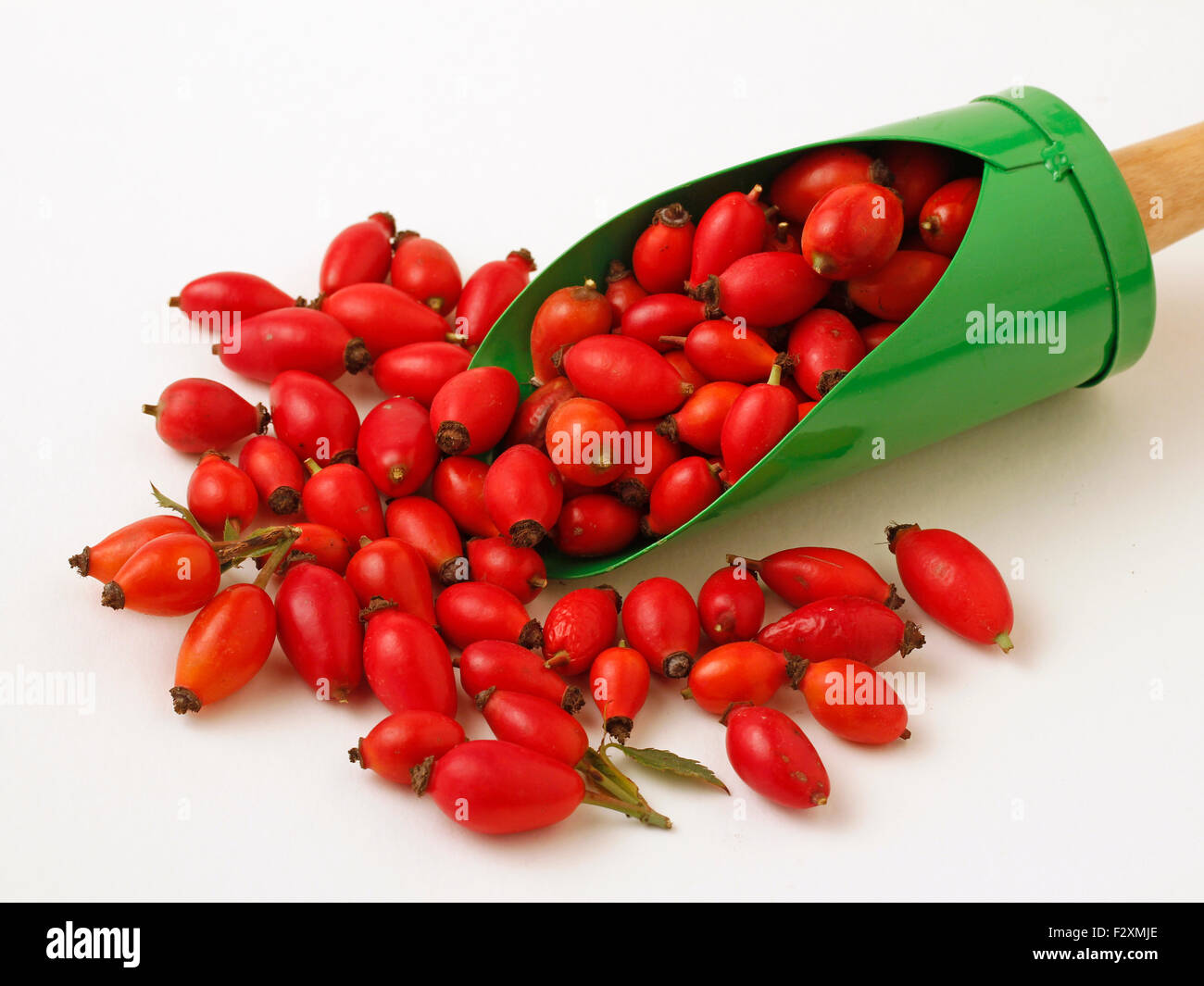 Cane rosa canina. Rosa canina. Foto Stock