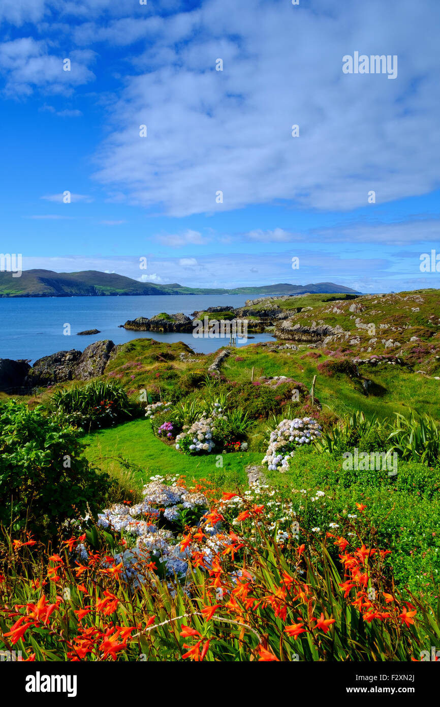 Montbretia fiore fiori Irlanda paesaggio irlandese Foto Stock