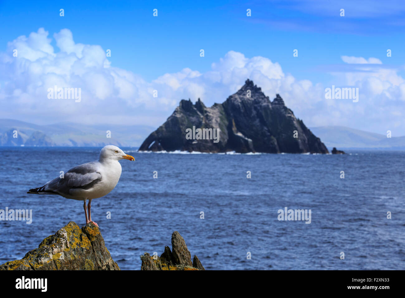 Seagul skellig rock isola dell' Irlanda Foto Stock