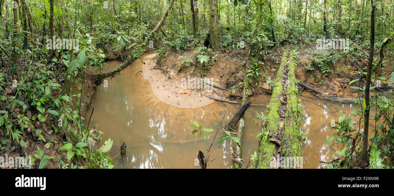 Ponte su un avvolgimento di flusso della foresta pluviale in Amazzonia ecuadoriana Foto Stock