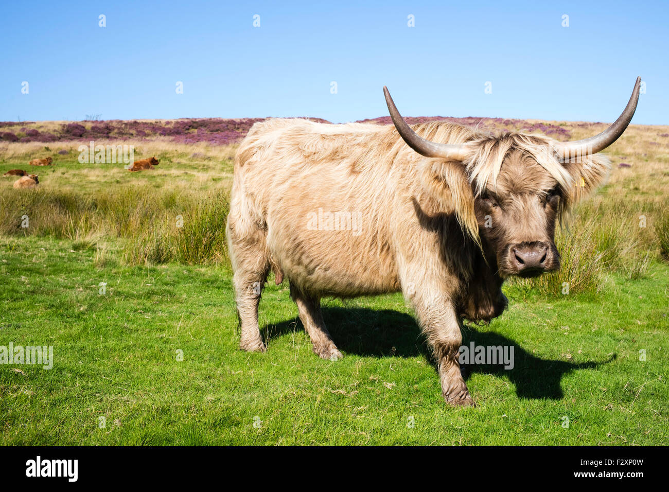 Un vigile longhorn cow prendendo una pausa dal pascolo, Levisham Moor, North York Moors, nello Yorkshire, Inghilterra, Regno Unito Foto Stock