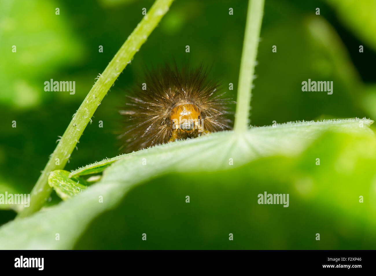 Un faccia a faccia vista di un buff ermellino (Spilosoma luteum) moth caterpillar in un giardino in East Yorkshire Foto Stock