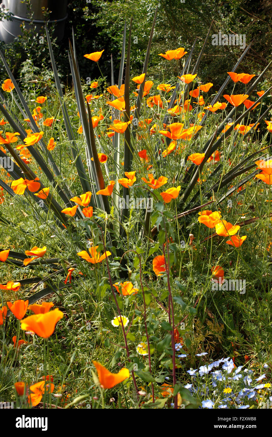 ESCHSCHOLZIA. CALIFORNIA papaveri. Foto Stock