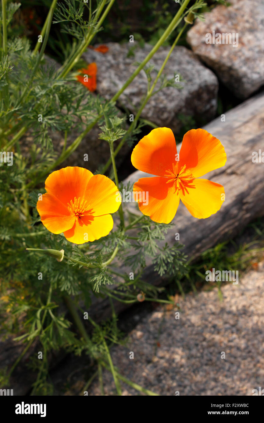 ESCHSCHOLZIA. CALIFORNIA papaveri. Foto Stock