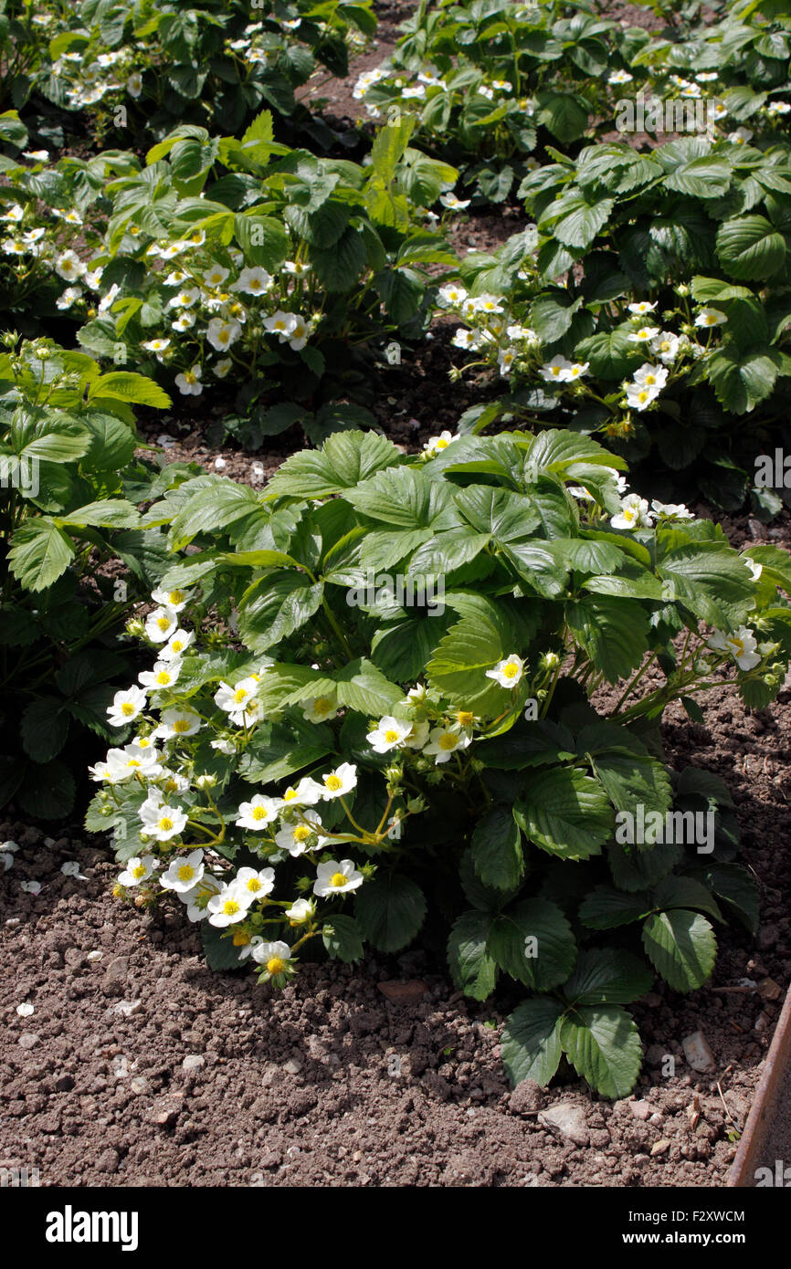 Fragola piante in fiore. ROYAL SOVEREIGN. ANANASSA FRAGRIA Foto Stock