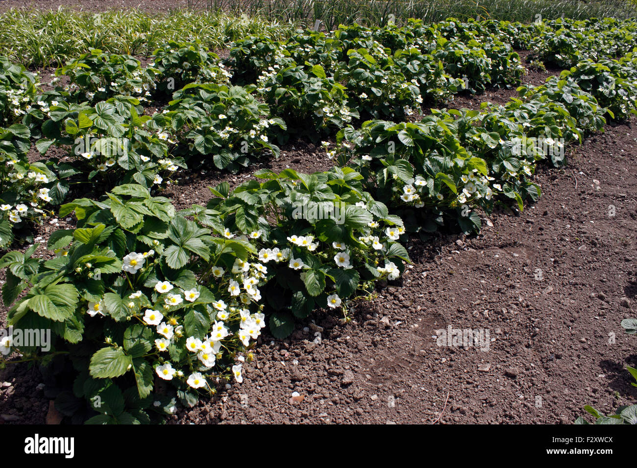 Fragola piante in fiore. ROYAL SOVEREIGN. ANANASSA FRAGRIA Foto Stock
