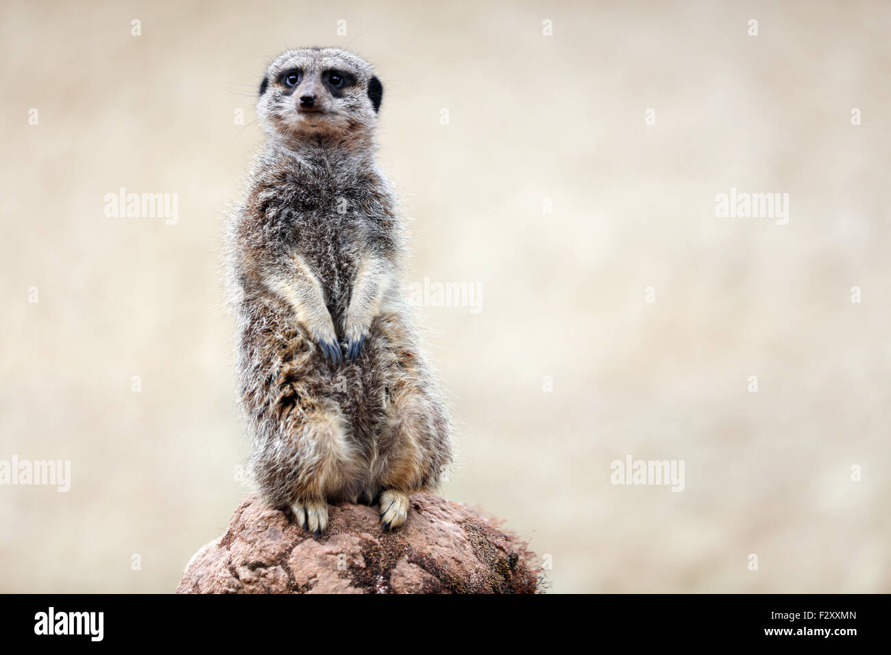 Alert meerkat alla ricerca di predatori Foto Stock
