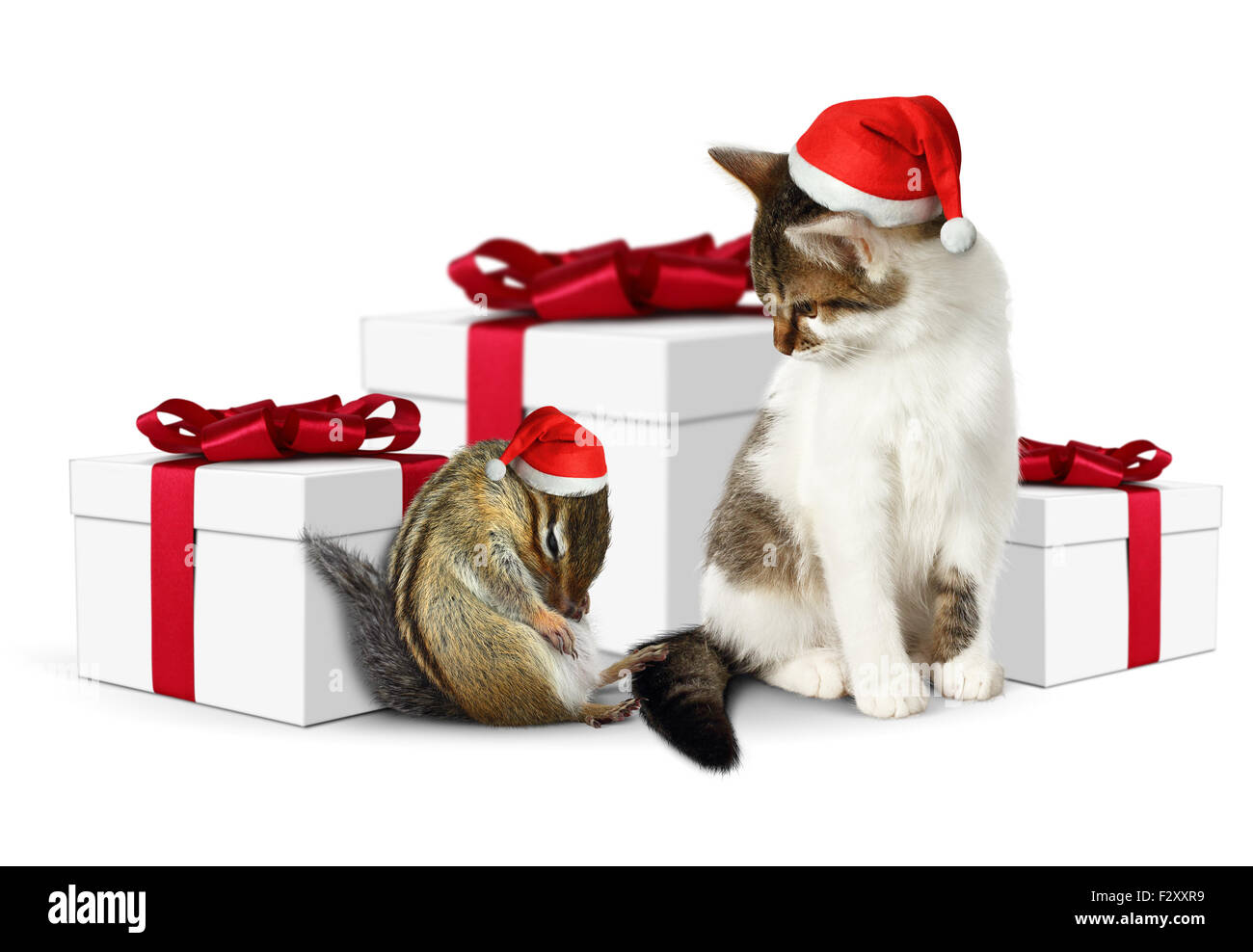 Fumetto xmas pet, funny scoiattolo e gatto vestito santa hat Foto Stock