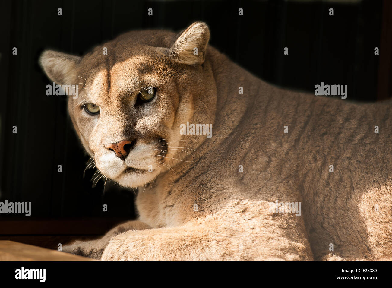 Primo piano di una cougar o Leone di montagna nel suo habitat Foto Stock