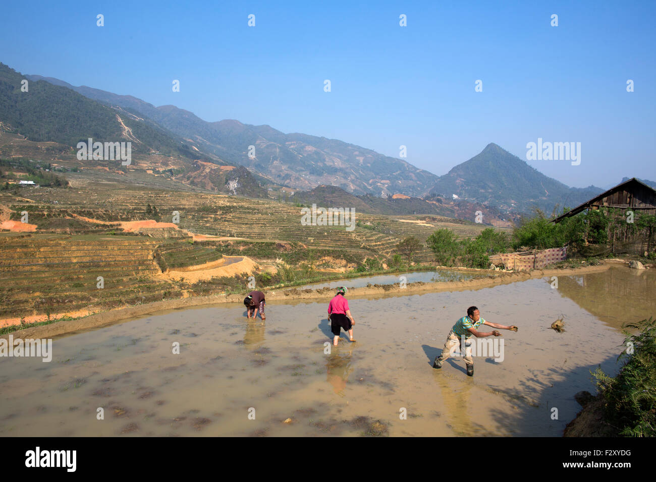 La coltivazione del riso in Sapa, nel Vietnam del Nord Foto Stock