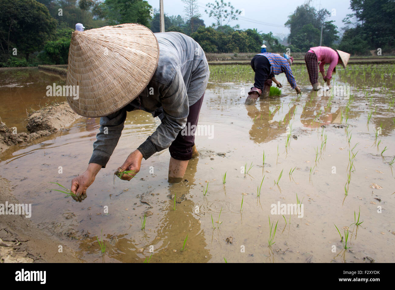 La coltivazione del riso in Sapa, nel Vietnam del Nord Foto Stock