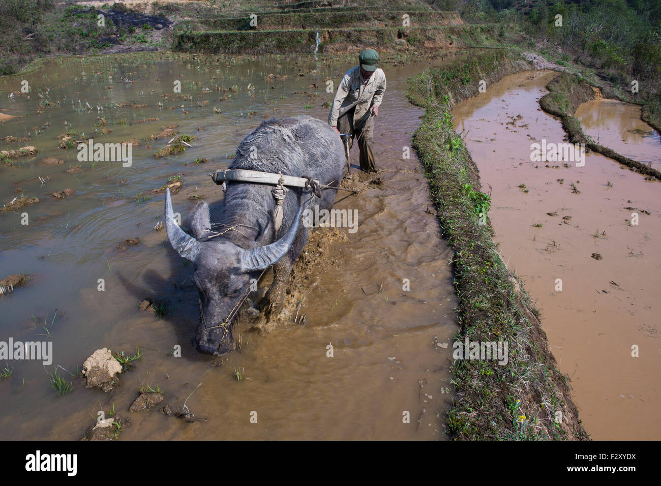 Arare i campi di riso di Sapa, nel Vietnam del Nord Foto Stock