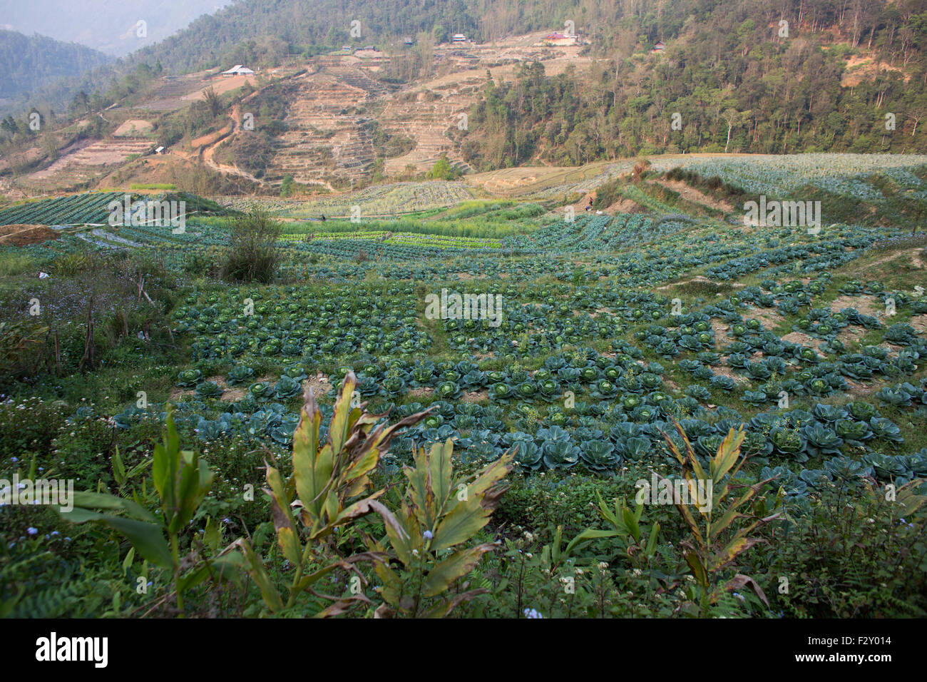 I campi di vegetali in Vietnam del Nord Foto Stock