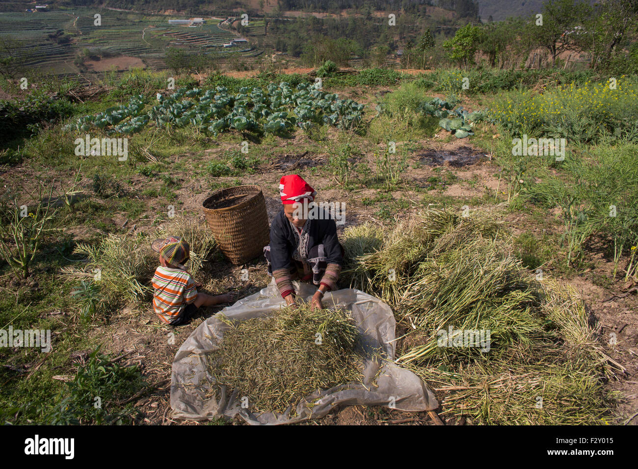 La raccolta degli ortaggi in Vietnam del Nord Foto Stock