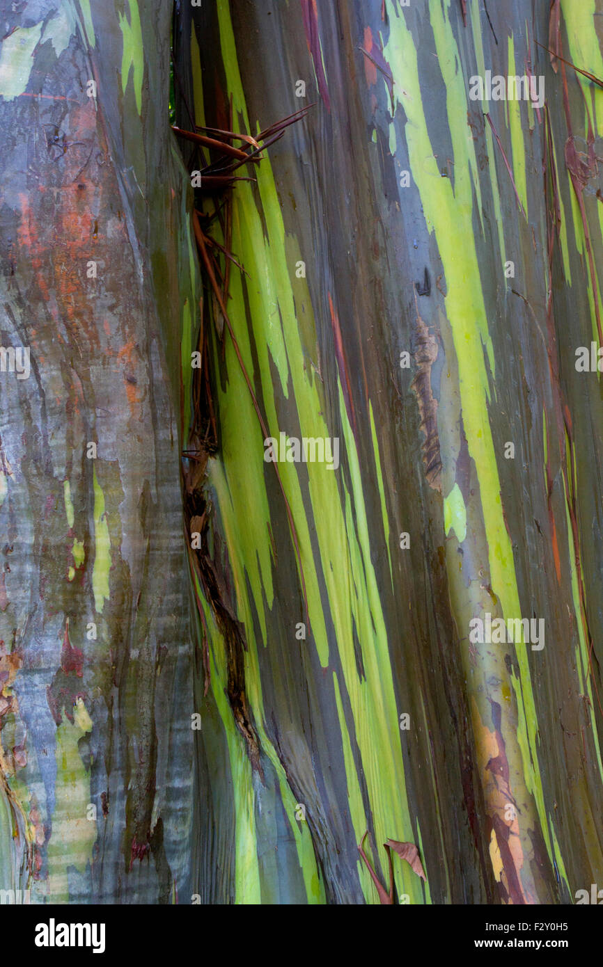 Rainbow eucalipto (Eucalyptus deglupta) di corteccia di albero lungo la strada a Maui, Hawaii nel mese di agosto Foto Stock