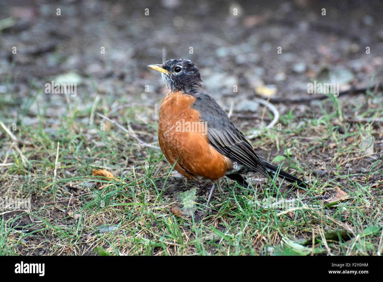 American robin (Turdus migratorius) su Boston Common. Foto Stock
