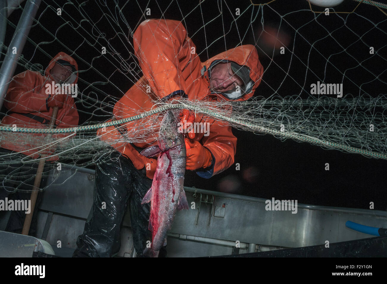 Fisherman untangles il Salmone Sockeye deriva da gill net. Fiume Naknek, Bristol Bay, Alaska. Foto Stock