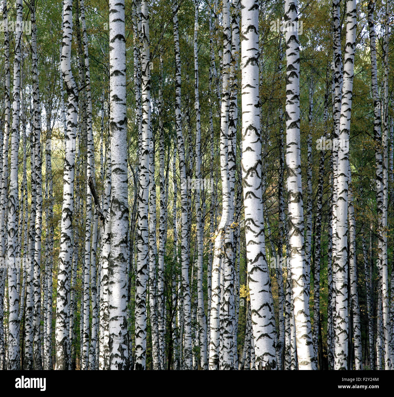 Autunno tronchi di alberi di betulla Foto Stock