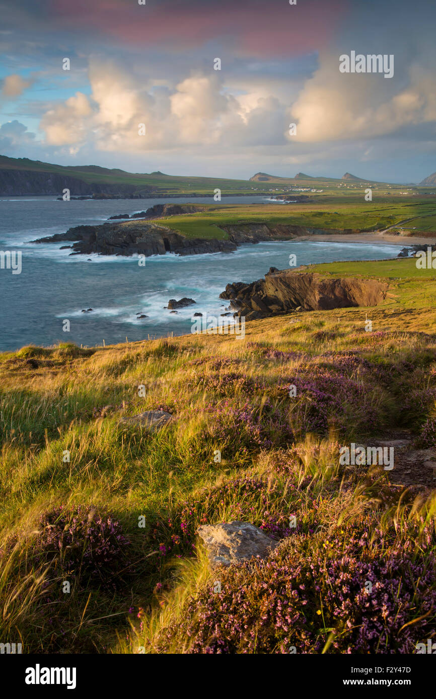 Sera La luce solare sulla baia di Ballyferriter, Sybil punto e i picchi delle Tre Sorelle, penisola di Dingle, nella contea di Kerry, Irlanda Foto Stock