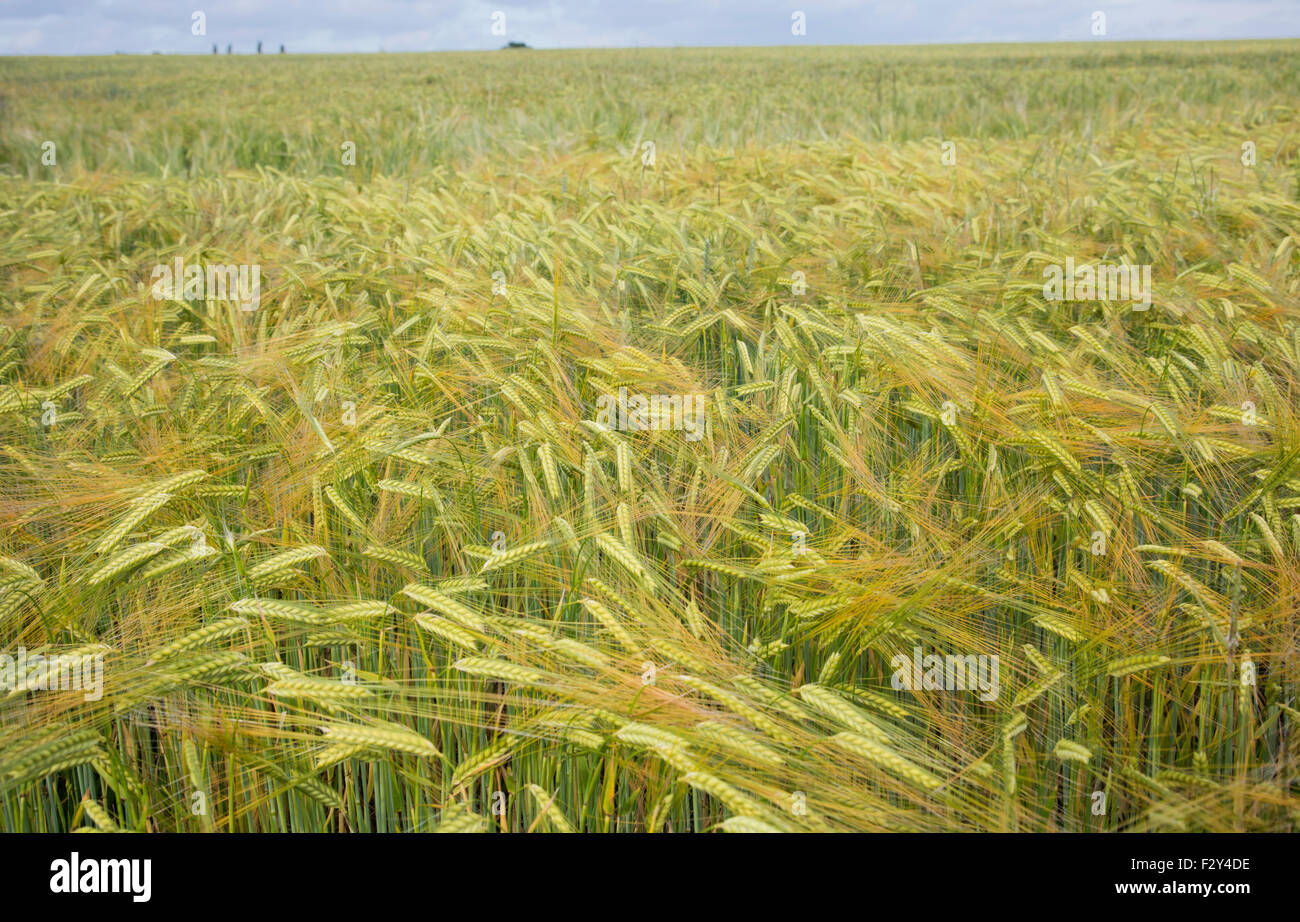 Campo di grano, England, Regno Unito Foto Stock