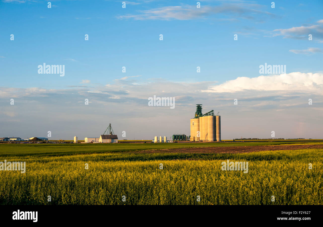 Prairie di elevatore della granella nel campo vicino Lethbridge Alberta Foto Stock