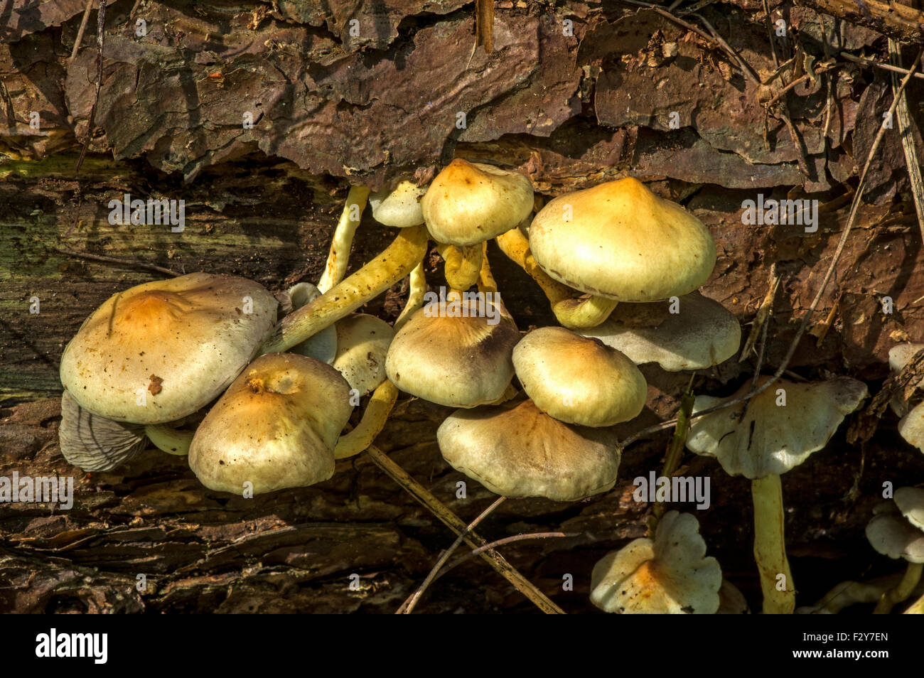 Ciuffo di zolfo. Fungo comune, trovato su ceppi di alberi Foto Stock