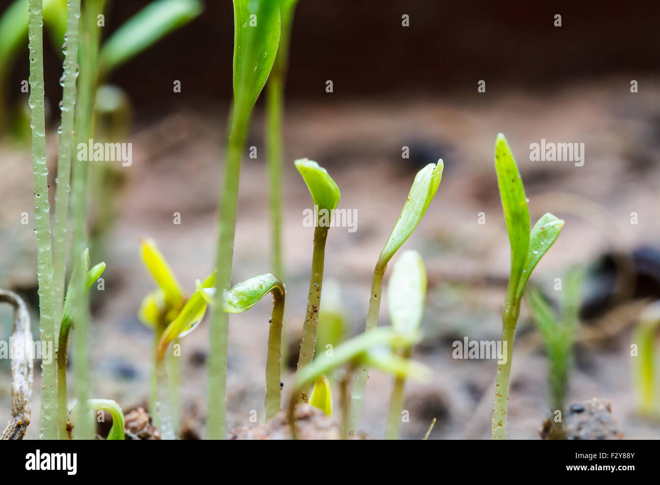 Semi che appena rigenerare Foto Stock